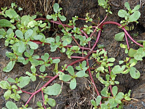 Pickled Purslane